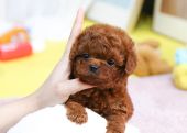 TOY POODLE YAVRULARIM